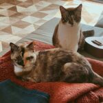 Triz Pariz Instagram – 👁️👄👁️
📱😒
🐈🐈