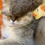 Tsai Jui-hsueh Instagram - 這世界上不能沒有貓貓ฅ^•ﻌ•^ฅ