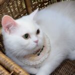Tsai Jui-hsueh Instagram - 這世界上不能沒有貓貓ฅ^•ﻌ•^ฅ