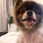 Tsubasa Honda Instagram - U^ェ^U