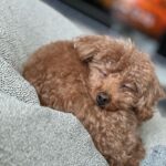 Tsubasa Honda Instagram - U^ェ^U