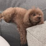 Tsubasa Honda Instagram - 🙇‍♀️ 先日の誕生日投稿、こちらの確認ミスで一旦非公開にさせて頂きました🙇‍♀️ 嬉しくて浮かれ過ぎてまして、 本当にお恥ずかしい限りです、 新しい歳の最初の抱負は きちんと確認するにさせて頂きます🥲 時が来たらまた公開にします！ 写真は自分の誕生日に買った @celine のTシャツです。 人生初celineです。　 お店入るの緊張しました