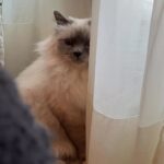 Tsubasa Honda Instagram - すてきなホテルのすてきな🐈 @lebristolparis @loewe