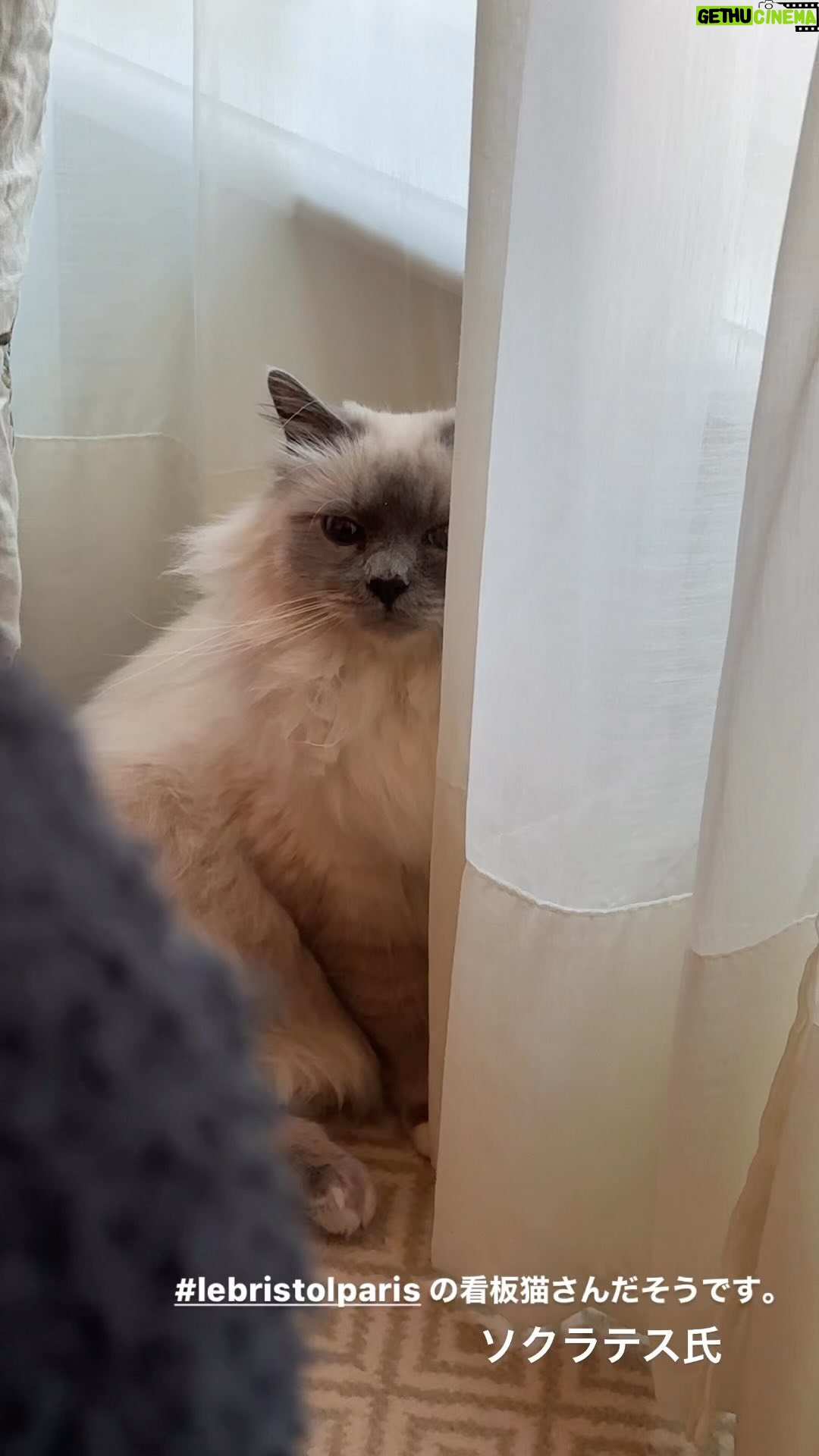 Tsubasa Honda Instagram - すてきなホテルのすてきな🐈 @lebristolparis @loewe