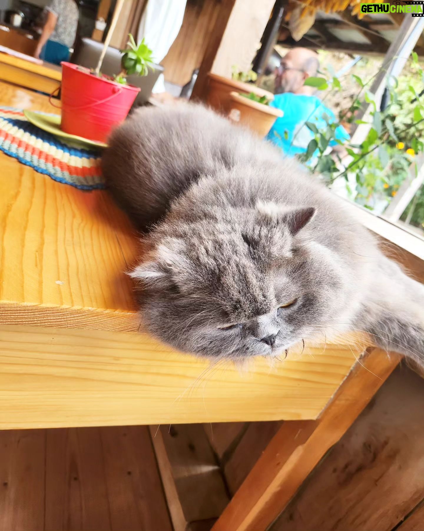 Tuba Ünsal Instagram - Macael de ilk durağımız Sevda ablanın yemekleri. Sanırım on cesitten fazla yemek ikram ettiler.Mısır ekmeği ve cesit cesit peynirler buranin en iyilerinden. Iremit pansiyon Maral köyünde bir aile isletmesi.Konuşurken Sevda ablanın elleri dikkatimi cekiyor.Tam bir Karadeniz kadinı evi cekip ceviren, yemeği yapan, bütün duzeni kuran O.Mutfaktan çıkmadığı icinde elleri kıpkırmızı.Pantone kataloğu olsa emeğin kırmızısı olur bu ton. Sevda ablaya kalabalık da gelicem buraya dediğimde" Bir sorunumuz var" diyor. "Bizim elektrigimiz yetmiyor, kış olduğunda ne evi ısıtabilirim ne camaşır ne bulaşik makinesi iş görüyor." Sorun nasıl cozulür" diyorum ama herseyi denediklerini ve bu köyde herkesin bu dertten muzdarip olduğunu söylüyor. 3 yıl önce tum kasabalıdan , proje muhendisleri yeni bir trafo kurmak icin proje cizim parası da toplamış ama malesef hala ne gelen var ne giden.Belki @aksacoruhelektrik bu soruna çozum bulur diyoruz ama onlarda isi çıkmaza sokacak bilgiler veriyorlar. Bu haliyle Macahel bizim gibi 2-3 günlük turistler icin cennet ama yaşayanı için eziyet haline gelmis. Sevda abla sana söz bu konuyu takip edeceğim diyip üzülerek oradan ayrılıyorum @iremitpansiyon #gönüllüReklam