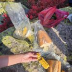 Tuba Ünsal Instagram – Karadeniz uzun zamandır gelmek istediğim bir bölge. Hızlı bir kararla bir günde karar verip bavul yapıp yola çıkıyorum. Seyehat olayında uzun zaman onceden baslamıyor benim planlar.O an neye ihtiyacım varsa ona gore bir rota belirliyorum. Bu sefer ruhumdan doğa sesleri yükseliyor. Ilk durağım @hakoni.house Selen ve Selçuk hemen organize ediyorlar beni. Fındıklı köyunun en guzel noktasında rüya gibi bir otel. Sanırım Karadenizin en güzel otellerinden. Sahibi Osman beylerin yaylalarına çıkmak ıcin plan yapıyoruz
Hokana otelden 1 saatte Kayadibi yaylasina variyoruz.Bulutlar deniz gibi altimiza serilmis.Oradan daha yukarıya Kucuk yaylaya cikiyoruz. 2540 metre yuksekteyiz. Her yerde likapa bizim bildigimiz ismiyle yaban mersinleri var.inanilmaz bir manzara ve yesilin her tonu nefes kesici. Arkasindan buzullarla kapli bir yoldan gecip Ovid golune geliyoruz.Hakoni isletmecisi aile üyesi Selçuk hemen göle atlıyor.Uzunca bir sure Hakoninin inşaatıyla ugrastığı icin bu sene  deniz, göl hayal olmuş. 
Fındıklı da hersey masal gibi.Selalede yuzuyoruz, eski yasami gormek icin konakları dolasıyoruz ve inanilmaz lezzetli yemekler yiyoruz

En lezzetli yemekleri yediğimiz yerlerden biri Livadi restaurant nehir kenarında bir isletme.Sanırim en iyi muhlamayi burada yedim.Gun batıminda da gelebilirsiniz dolunayda ayın yansımasıyla aksam yemegi de sefalı. Kavurma da burada yemeniz gereken lezzetlerden biri. 
Diger bir önerim de Abu su ürunlerinde somon yemeniz. Kremalı olanı tam bir umami. 
Bir de Isabella diye bir üzüm kesfediyorum. Müthis bir koku
 Yediğim diğer hicbir üzüme  benzemiyor
Herseyin otesinde bu seyehatin en güzel tarafi Osman beyi, Merih hanımı  Selçuğu tanımaktı. Uzun zamandır tanıdığım en güzel insanlar.Simdi rotada Macahel