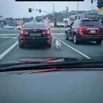 Tyrese Gibson Instagram - This might be the top five most evil thing I’ve ever seen anyone due to an animal. If you could identify this car this city these cross streets, are you know who this person is? He should definitely be prosecuted to the full extent of the law for animal cruelty, this is just wrong so many people would love this dog and look at them chasing the car up the street just hoping that the owner makes a different decision. This clip just really broke my heart all of the dog lovers out there or animal lovers out there. You’re gonna be very triggered by this clip, this is really sad. We’re trying times and the end of our times. I have four dogs and I couldn’t imagine ever doing anything like this….
