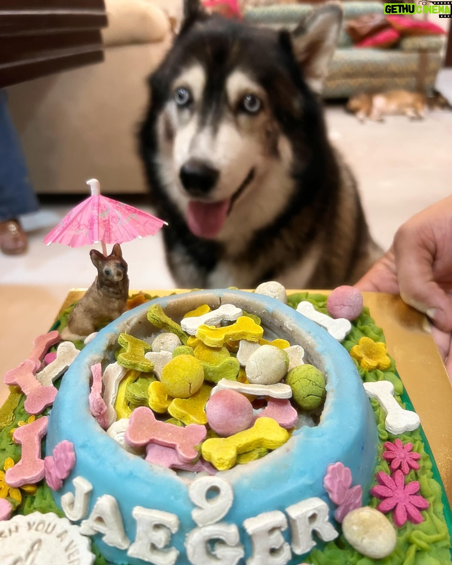 Urvashi Dholakia Instagram - Birthdays are always a big celebration at home with lots of decorations, but unfortunately, due to house renovation this time it could not be possible🙈 But nonetheless, Celebrations must go on, and this is how we celebrate my baby boys birthday for now @jaeger_not_meister ❤️❤️❤️❤️❤️💐💐💐💐💐💐💐 our lives are incomplete without you, my little baby 🫶🏻 yes, I know you turned nine, but you are still a little baby for me and will be forever ❤️❤️ #JAEGER ❤️🧿 #birthdayboy #love : Thank you so much @pupcake.factory for making my little baby, so happy with the lovely cake ❤️🫶🏻