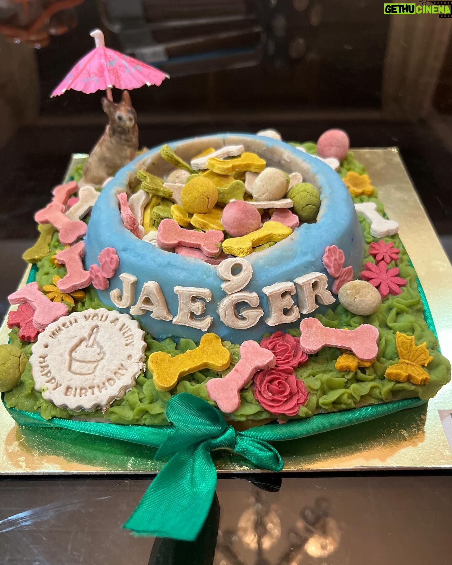 Urvashi Dholakia Instagram - Birthdays are always a big celebration at home with lots of decorations, but unfortunately, due to house renovation this time it could not be possible🙈 But nonetheless, Celebrations must go on, and this is how we celebrate my baby boys birthday for now @jaeger_not_meister ❤️❤️❤️❤️❤️💐💐💐💐💐💐💐 our lives are incomplete without you, my little baby 🫶🏻 yes, I know you turned nine, but you are still a little baby for me and will be forever ❤️❤️ #JAEGER ❤️🧿 #birthdayboy #love : Thank you so much @pupcake.factory for making my little baby, so happy with the lovely cake ❤️🫶🏻