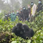 Uzo Aduba Instagram - Rwanda should be added to everyone’s travel list. I had such an exhilarating time. Starting with the gorilla trekkkkk 🙃 and the incredible awesomeness and PEACE found meeting these amazing animals in their natural habitat. I was invited to name a baby gorilla at the country’s annual naming ceremony, and had the pleasure of meeting her with some friends I was able to bring along on this journey with me! Imararungu is her name, which means Cheerful. Thank you, @kwita.izina for making me part of this incredible experience. I look forward to visiting with Imararungu and her family, and with more of the wonderful gorillas found in Rwanda for years to come. Thank you, Rwanda 🦍🦍 #VisitRwanda