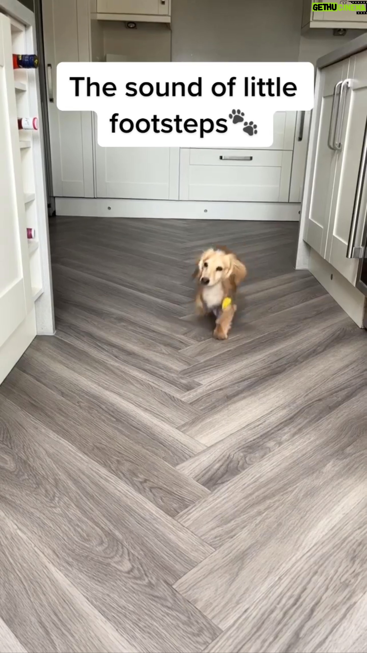 Uzo Aduba - 28.8K Likes - When you thought today was Friday😩🐾
Repost from @thedoxieisdabezt
•
The cutest little footsteps🐾🥺
🔥 Follow 👉 @thedoxieisdabezt
Cre: @oakleythedachshund10 - TikTok
.
.
.
.
.
#dachshundsofig #thedoxieworld #puppydachshund #funnydog #dog
