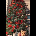 Uzo Aduba Instagram - Santa Paws:). #christmas