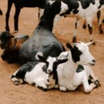 Uzo Aduba Instagram - The work that Heifer does is important because it really drives home what our purpose is as humans, I believe, which is to be contributing members to our community. And through the efforts of providing a cow, chicken, goat or seeds to a family in need, that seemingly small act is able to change not only the life of that individual, but the lives of everyone in that home, to be greater and bigger than they could have ever imagined.