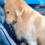 Uzo Aduba Instagram - A “Who Done it” in 3 seconds 🤣🤣🐶 Repost from @cutesdog4u • Believe me mom, i don't do this 🥺🌝😂😍😍 Tag your friends ♥️ Follow 👉@cutesdog4u 💙💙 Follow 👉@cutesdog4u 💙💙 Credit unknown #goldenretrieverlove #goldenretrievers #goldenretrieverlover #goldenretrieversofinstagram #goldenretriever #goldenretrieverlovers #goldenretrievertoday #goldenretrieversworld #goldenretrieverpuppy #animallovers #petdog #dogoftheday #doglover #cutedogs #cutegoldens #petlovers #instadog