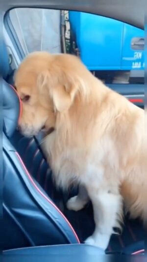 Uzo Aduba Instagram - A “Who Done it” in 3 seconds 🤣🤣🐶

Repost from @cutesdog4u
•
Believe me mom, i don't do this 🥺🌝😂😍😍

Tag your friends ♥️

Follow 👉@cutesdog4u 💙💙
Follow 👉@cutesdog4u 💙💙

Credit unknown
#goldenretrieverlove #goldenretrievers #goldenretrieverlover #goldenretrieversofinstagram #goldenretriever #goldenretrieverlovers #goldenretrievertoday #goldenretrieversworld #goldenretrieverpuppy #animallovers #petdog #dogoftheday #doglover #cutedogs #cutegoldens #petlovers #instadog