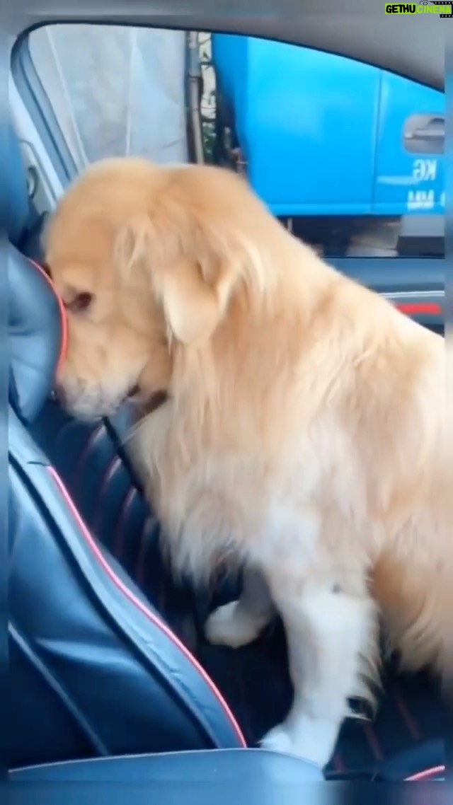 Uzo Aduba - 33K Likes - A “Who Done it” in 3 seconds 🤣🤣🐶
Repost from @cutesdog4u
•
Believe me mom, i don't do this 🥺🌝😂😍😍
Tag your friends ♥️
Follow 👉@cutesdog4u 💙💙
Follow 👉@cutesdog4u 💙💙
Credit unknown
#goldenretrieverlove #goldenretrievers #goldenretrieverlover #goldenretrieversofinstagram #goldenretriever #goldenretrieverlovers #goldenretrievertoday #goldenretrieversworld #goldenretrieverpuppy #animallovers #petdog #dogoftheday #doglover #cutedogs #cutegoldens #petlovers #instadog