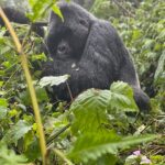 Uzo Aduba Instagram - Rwanda should be added to everyone’s travel list. I had such an exhilarating time. Starting with the gorilla trekkkkk 🙃 and the incredible awesomeness and PEACE found meeting these amazing animals in their natural habitat. I was invited to name a baby gorilla at the country’s annual naming ceremony, and had the pleasure of meeting her with some friends I was able to bring along on this journey with me! Imararungu is her name, which means Cheerful. Thank you, @kwita.izina for making me part of this incredible experience. I look forward to visiting with Imararungu and her family, and with more of the wonderful gorillas found in Rwanda for years to come. Thank you, Rwanda 🦍🦍 #VisitRwanda