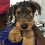 Uzo Aduba Instagram - Happy 6th Birthday to my baby boy Fenway. We love you!! 🥳🐶❤️