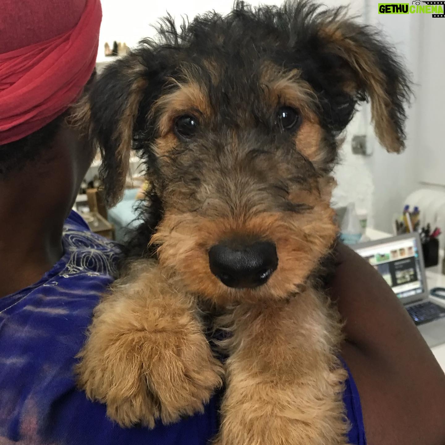 Uzo Aduba Instagram - Happy 6th Birthday to my baby boy Fenway. We love you!! 🥳🐶❤️