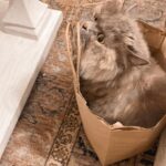 Vaani Kapoor Instagram - Thousands of years ago, cats were worshipped as gods. Cats have never forgotten this. 🙃 #nationalpetday 🐾