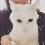 Valerie Bertinelli Instagram - I have no idea how my kitties let me do this to them! 😹 Yes, I made three of them drum; omg 🤣