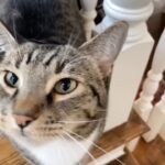 Valerie Bertinelli Instagram - Tomorrow is officially #Internationalcatday but, everyday is cat day for my babies! 😻