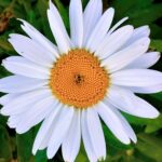 Valerie Bertinelli Instagram - A daisy from my garden. I love its simplicity. 🤍 Daisies bloom in the spring announcing new beginnings. They represent purity, patience, and joy. They were my mom‘s favorite flower and I had them planted in my garden to remind me of her. Our relationship had no such simplicity. In the year before she died, I did my best to start a new beginning with her. One with purity of heart and patience and I did my best to bring her some joy. I succeeded and failed in many ways. My relationship with my mom was complicated and that’s okay. I know she did her best with what she knew and what was modeled for her. I’m learning to do my best with what I know and uncover about myself. That’s the funny thing about healing, the more you dig in that garden, the more you discover. Anyway, all of this to say, if you’ve had a challenging relationship with your mother or you miss your mother because she’s gone, or if you yourself are a mother, a cat mom, a dog mom, a boy mom, a girl mom, a stepmom, or most importantly, a mom to yourself, I hope you have a beautiful day and you take really good care of yourself. Keep it simple today. 🌼