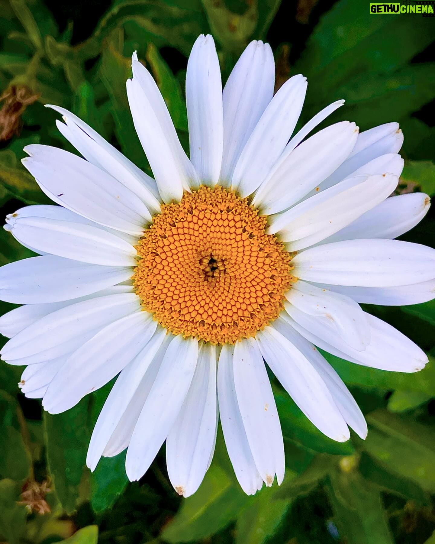 Valerie Bertinelli Instagram - A daisy from my garden. I love its simplicity. š¤ Daisies bloom in the spring announcing new beginnings. They represent purity, patience, and joy. They were my momās favorite flower and I had them planted in my garden to remind me of her. Our relationship had no such simplicity. In the year before she died, I did my best to start a new beginning with her. One with purity of heart and patience and I did my best to bring her some joy. I succeeded and failed in many ways. My relationship with my mom was complicated and thatās okay. I know she did her best with what she knew and what was modeled for her. Iām learning to do my best with what I know and uncover about myself. Thatās the funny thing about healing, the more you dig in that garden, the more you discover. Anyway, all of this to say, if youāve had a challenging relationship with your mother or you miss your mother because sheās gone, or if you yourself are a mother, a cat mom, a dog mom, a boy mom, a girl mom, a stepmom, or most importantly, a mom to yourself, I hope you have a beautiful day and you take really good care of yourself. Keep it simple today. š¼