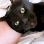 Valerie Bertinelli Instagram - Good morning! ☀️🐈‍⬛🐾