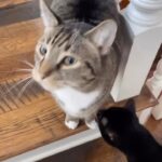 Valerie Bertinelli Instagram - Lots of love this Sunday Mornin’ 😻