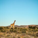 Valtteri Bottas Instagram - This is Africa 🇿🇦 #VB77 #SouthAfrica #Karoo 📷 @tiffanycromwell & me