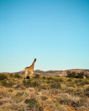 Valtteri Bottas Instagram - This is Africa 🇿🇦

#VB77 #SouthAfrica #Karoo
📷 @tiffanycromwell & me