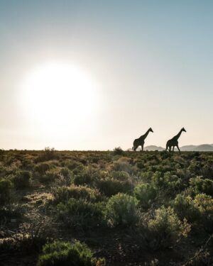 Valtteri Bottas Instagram - This is Africa 🇿🇦

#VB77 #SouthAfrica #Karoo
📷 @tiffanycromwell & me