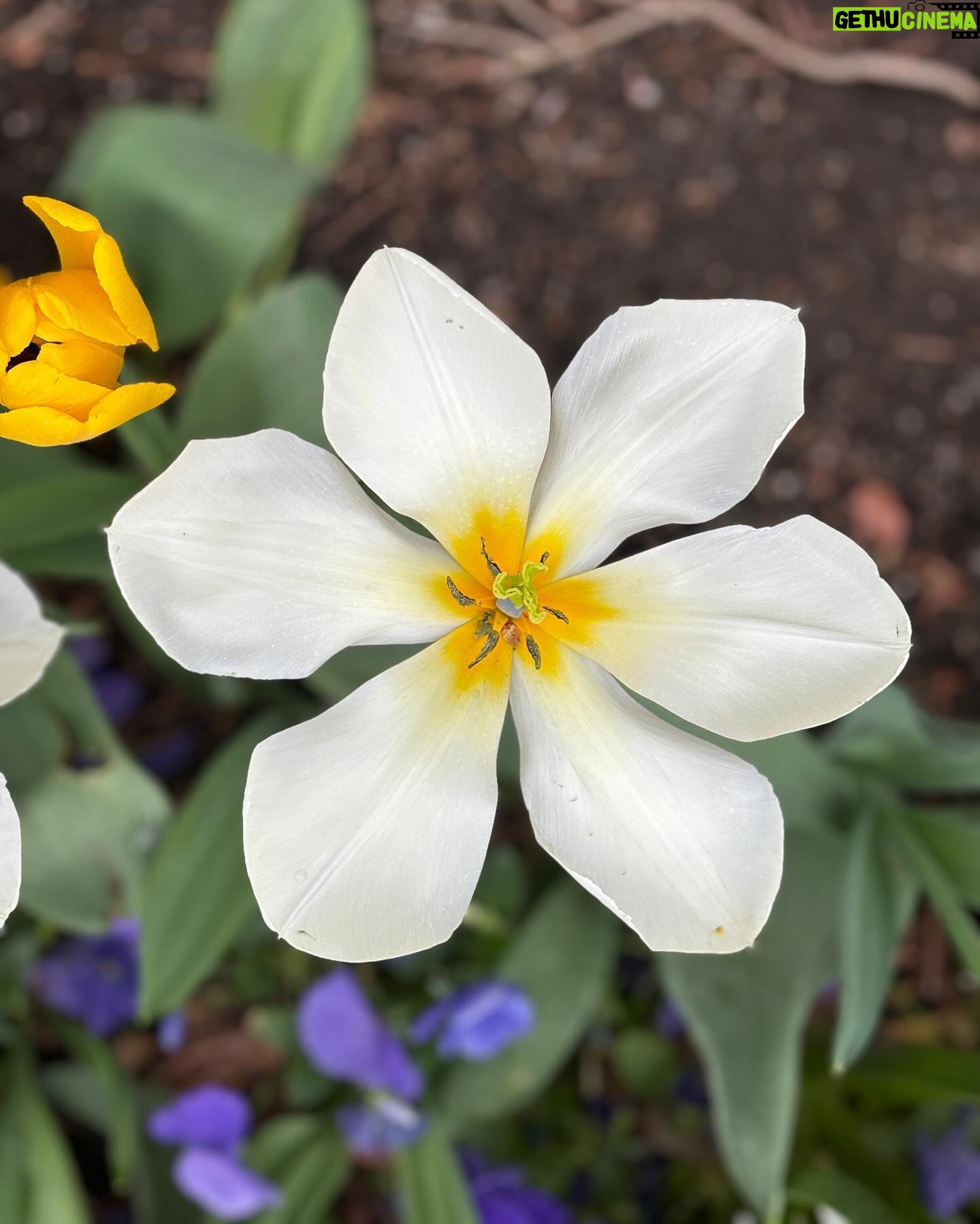 Vanessa Hudgens Instagram - Happy earth day!!! I’ve been taking so many pics of flowers - sooooo perfect opportunity to share lol hope it inspires you to literally stop and take in nature around you 💚