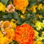 Vanessa Hudgens Instagram - Happy earth day!!! I’ve been taking so many pics of flowers - sooooo perfect opportunity to share lol hope it inspires you to literally stop and take in nature around you 💚