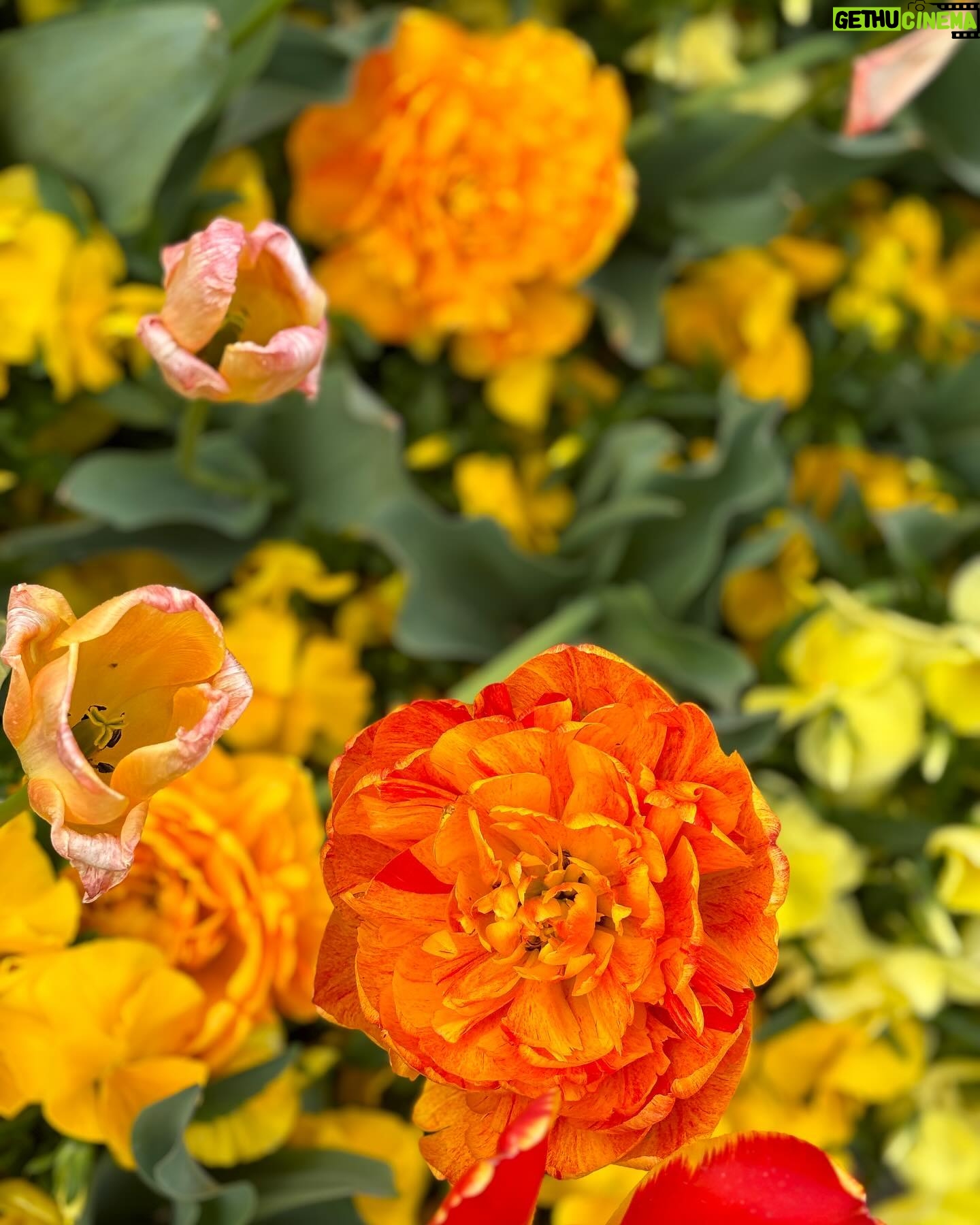 Vanessa Hudgens Instagram - Happy earth day!!! I’ve been taking so many pics of flowers - sooooo perfect opportunity to share lol hope it inspires you to literally stop and take in nature around you 💚