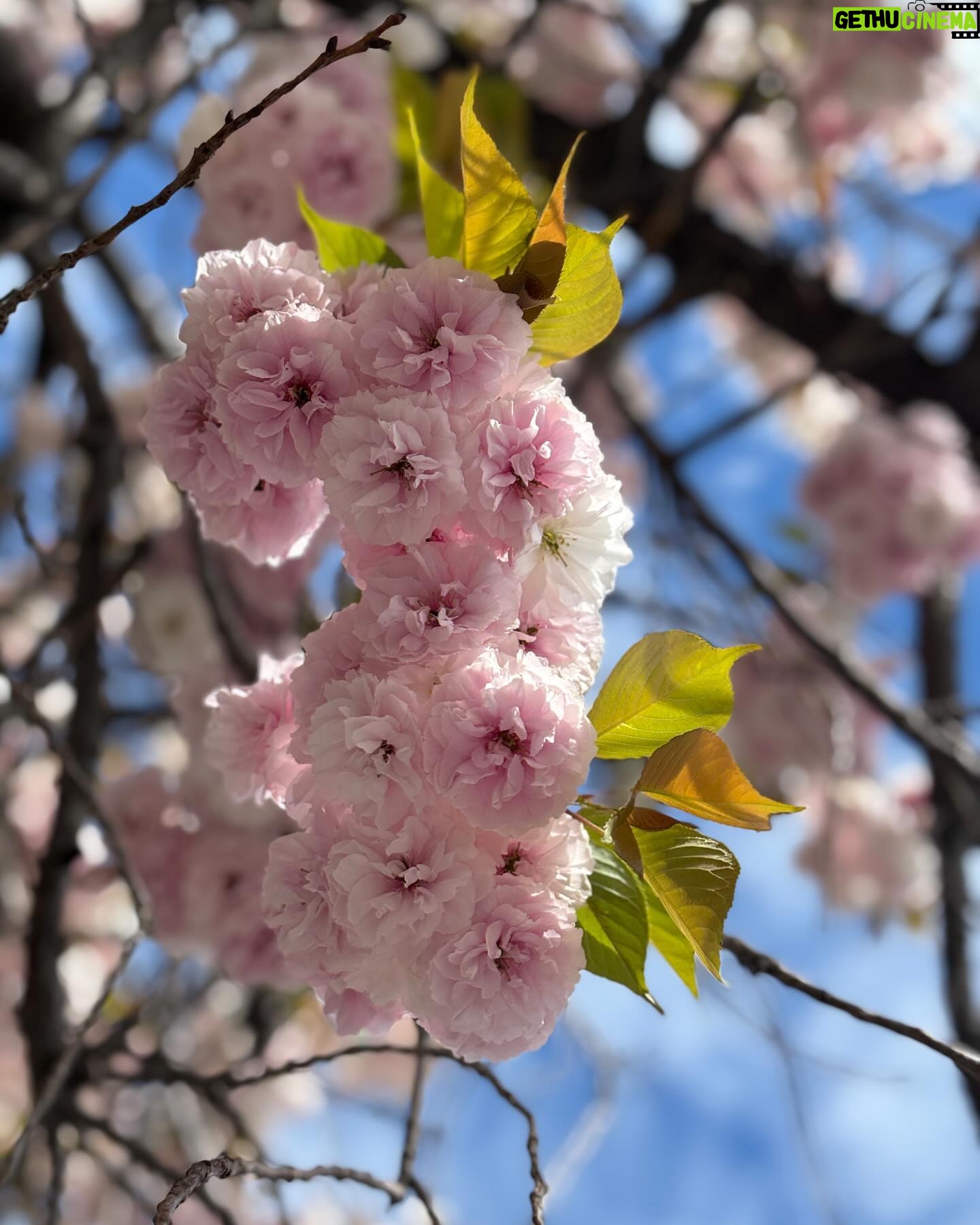 Vanessa Hudgens Instagram - Happy earth day!!! I’ve been taking so many pics of flowers - sooooo perfect opportunity to share lol hope it inspires you to literally stop and take in nature around you 💚