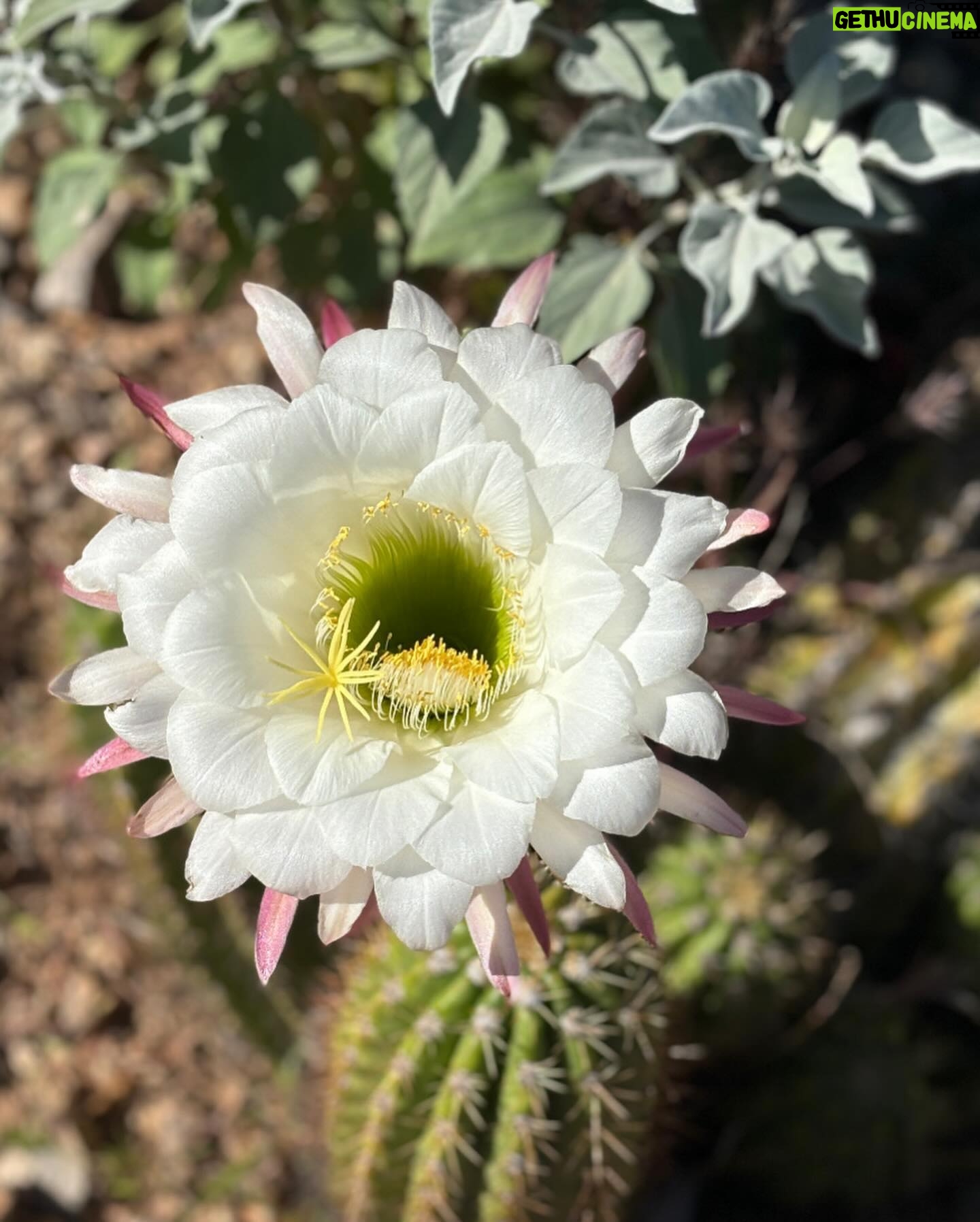 Vanessa Hudgens Instagram - Happy earth day!!! I’ve been taking so many pics of flowers - sooooo perfect opportunity to share lol hope it inspires you to literally stop and take in nature around you 💚