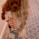 Vanessa Lachey Instagram - Welcome to the family Cookie. You are so loved already! 🐾❤️