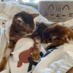 Vanessa Marcil Instagram - Thank you all for your love regarding Kass’ cat of 15ish years. He’s doing so much better!!!! If you want to help Please leave a message or prayer or any homeopathic kidney disease treatments you may have experience with below!!!!! #ImWithYou