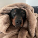 Vanessa Mariposa Instagram – Anzeige | Happy 2 birthday mein kleines, süßes Wiesel @zorro_theweenie ♥️🐶 

I love you so much 🎉😍
________________
#vanessamariposa #zorrotheweenie #2 #birthdayboy #minidackel #dachshund