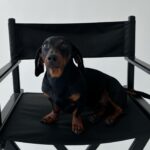 Vanessa Mariposa Instagram – Anzeige | Happy 2 birthday mein kleines, süßes Wiesel @zorro_theweenie ♥️🐶 

I love you so much 🎉😍
________________
#vanessamariposa #zorrotheweenie #2 #birthdayboy #minidackel #dachshund
