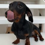 Vanessa Mariposa Instagram – Anzeige | Happy 2 birthday mein kleines, süßes Wiesel @zorro_theweenie ♥️🐶 

I love you so much 🎉😍
________________
#vanessamariposa #zorrotheweenie #2 #birthdayboy #minidackel #dachshund