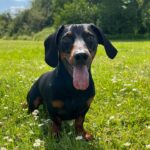 Vanessa Mariposa Instagram – Anzeige | Happy 2 birthday mein kleines, süßes Wiesel @zorro_theweenie ♥️🐶 

I love you so much 🎉😍
________________
#vanessamariposa #zorrotheweenie #2 #birthdayboy #minidackel #dachshund