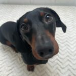 Vanessa Mariposa Instagram – Anzeige | Happy 2 birthday mein kleines, süßes Wiesel @zorro_theweenie ♥️🐶 

I love you so much 🎉😍
________________
#vanessamariposa #zorrotheweenie #2 #birthdayboy #minidackel #dachshund