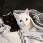 Vanessa Merrell Instagram - cold hands and cats