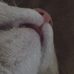 Vanessa Merrell Instagram – POV: the girl whose cats have become her entire personality