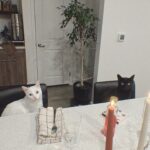 Vanessa Merrell Instagram – POV: the girl whose cats have become her entire personality