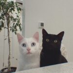Vanessa Merrell Instagram – POV: the girl whose cats have become her entire personality