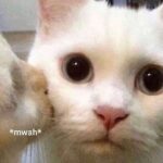Vanessa Merrell Instagram – swipe for the best photos you will ever see in your life